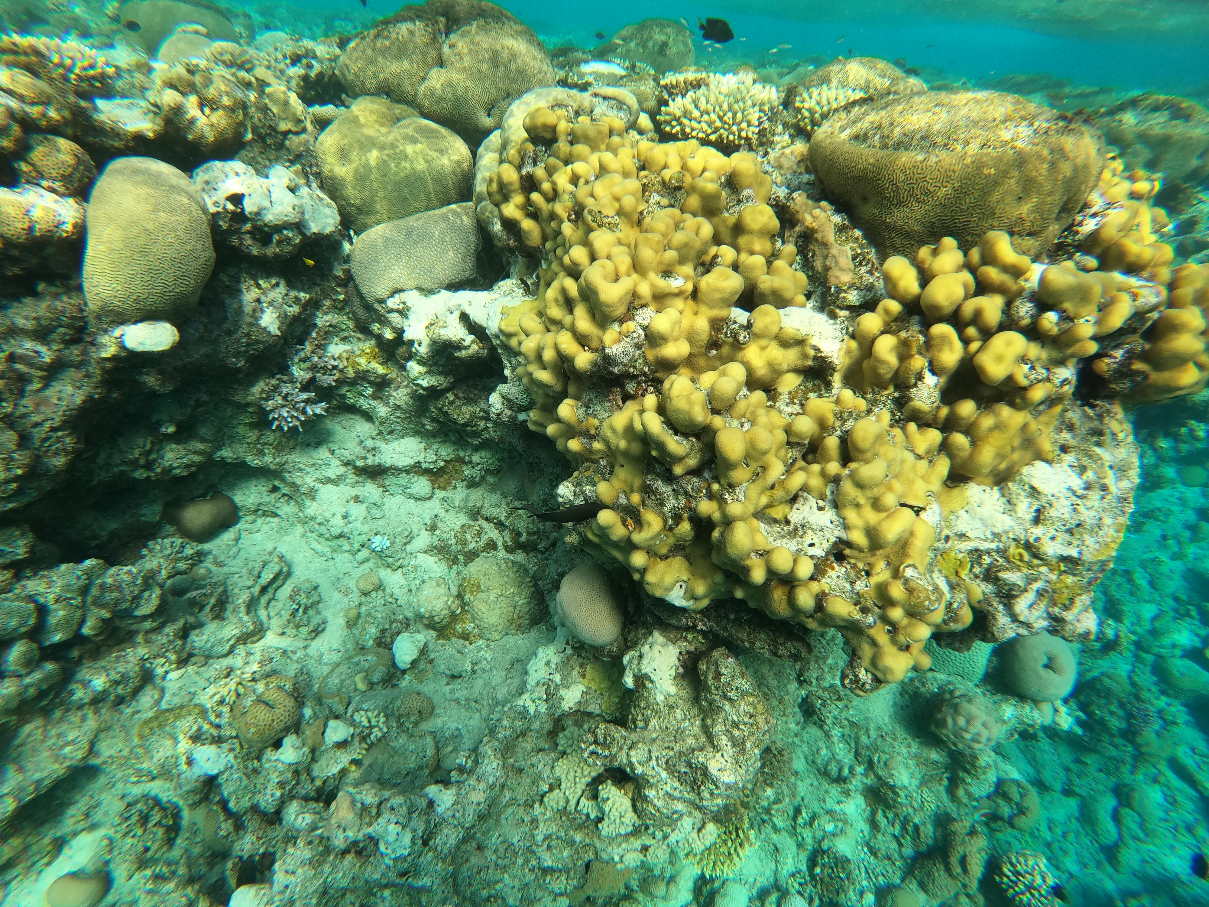 Кораллы Египет Coral Beach